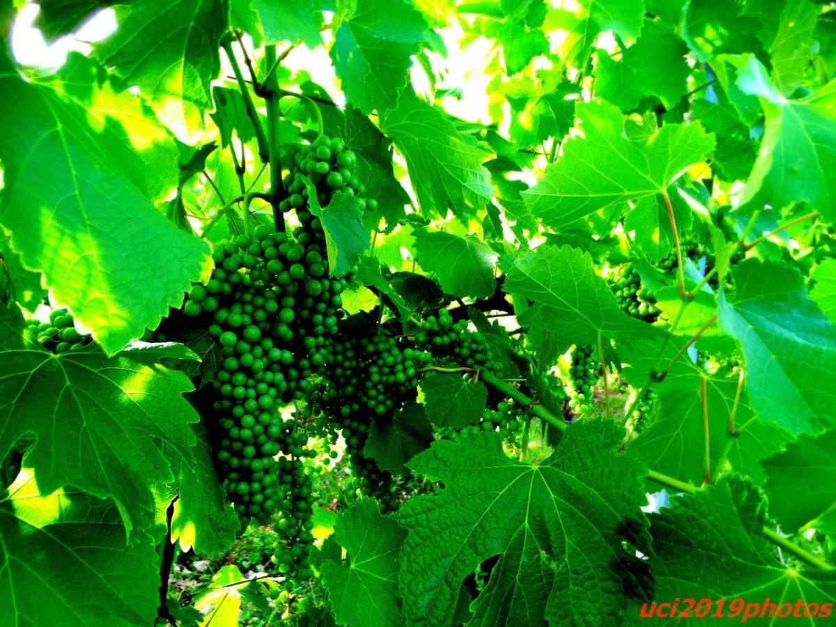 Agriturismo Vitae Fabbrico Zewnętrze zdjęcie